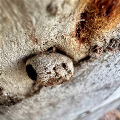 Doratifera (genus) (Cup Moth) at O'Connor, ACT - 9 Nov 2025 by Hejor1