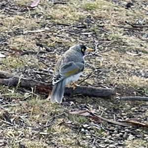 Manorina melanocephala at O'Connor, ACT - Today by Hejor1