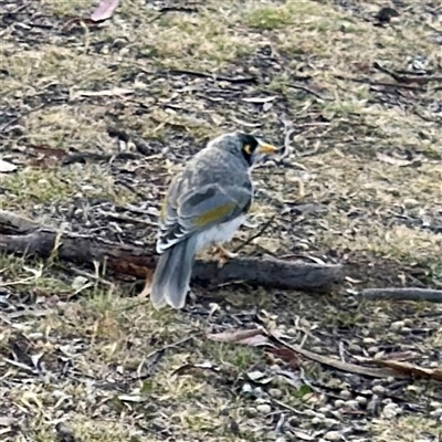 Manorina melanocephala at O'Connor, ACT - 9 Nov 2025 by Hejor1