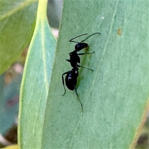 Camponotus sp. (genus) at O'Connor, ACT - 9 Nov 2025 06:43 PM