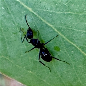 Camponotus sp. (genus) at O'Connor, ACT - 9 Nov 2025 06:43 PM