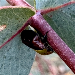 Chaetophyes compacta (Tube spittlebug) at O'Connor, ACT - 9 Nov 2025 by Hejor1