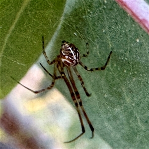 Theridion sp. (genus) at O'Connor, ACT - Today by Hejor1