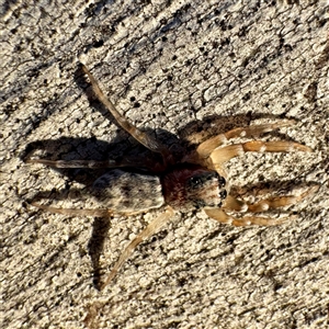 Arasia mollicoma at O'Connor, ACT - Today by Hejor1