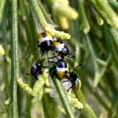 Commius elegans (Cherry Ballart Shield Bug) at O'Connor, ACT - 9 Nov 2025 by Hejor1