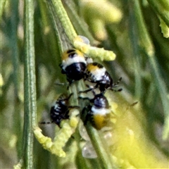 Commius elegans at O'Connor, ACT - 9 Nov 2025 06:43 PM
