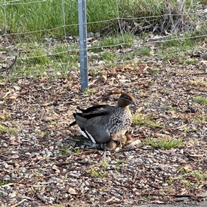 Chenonetta jubata at O'Connor, ACT - Today by Hejor1