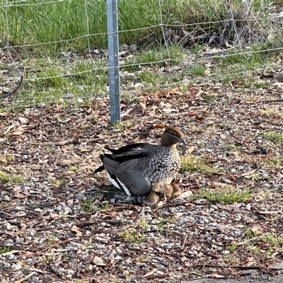 Chenonetta jubata (Australian Wood Duck) at O'Connor, ACT - 9 Nov 2025 by Hejor1