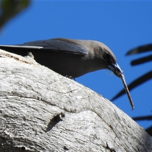 Artamus cyanopterus at Kambah, ACT - Yesterday by HelenCross