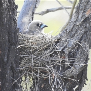 Artamus cyanopterus by HelenCross