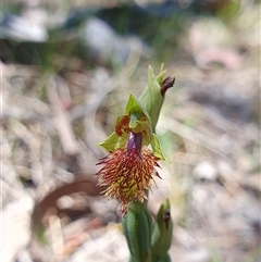 Calochilus montanus by Bubbles