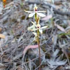 Caladenia cucullata by Bubbles