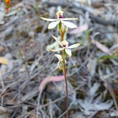 Caladenia cucullata at  - suppressed by Bubbles