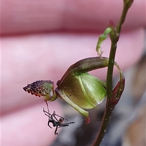 Caleana minor at Aranda, ACT - suppressed
