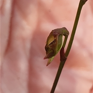 Caleana minor at Aranda, ACT - suppressed