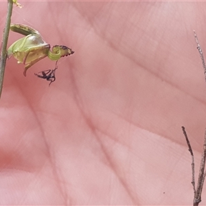 Caleana minor at Aranda, ACT - suppressed