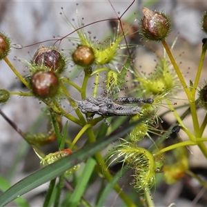 Unverified Grasshopper (several families) at Throsby, ACT - 6 Nov 2025 by TimL