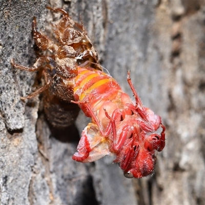 Yoyetta sp. (genus) (Firetail or Ambertail Cicada) at Forde, ACT - 6 Nov 2025 by TimL