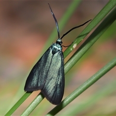 Pollanisus (genus) (A Forester Moth) at Acton, ACT - 8 Nov 2025 by TimL