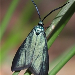 Pollanisus (genus) at Acton, ACT - 8 Nov 2025 10:08 AM