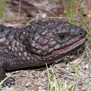 Tiliqua rugosa (Shingleback Lizard) at Forde, ACT - 6 Nov 2025 by TimL
