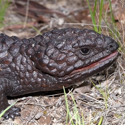 Tiliqua rugosa (Shingleback Lizard) at Forde, ACT - 6 Nov 2025 by TimL