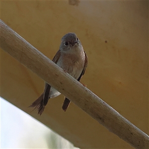 Petroica rosea at Majors Creek, NSW - 6 Nov 2025 by MichaelWenke