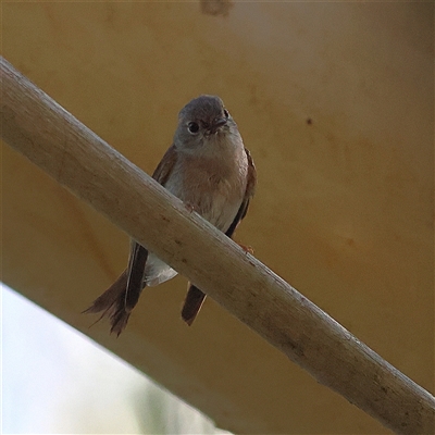 Petroica rosea at Majors Creek, NSW - 6 Nov 2025 by MichaelWenke