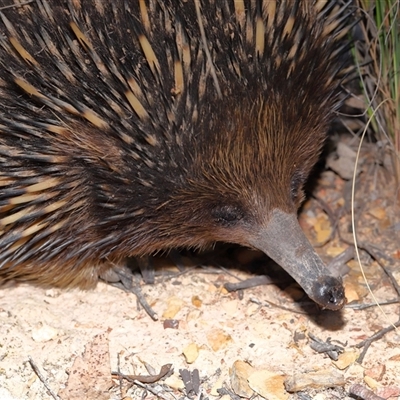 Tachyglossus aculeatus (Short-beaked Echidna) at Forde, ACT - 6 Nov 2025 by TimL