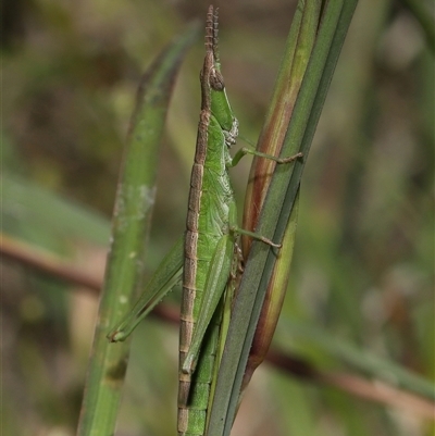 Keyacris scurra (Key's Matchstick Grasshopper) at Forde, ACT - 6 Nov 2025 by TimL