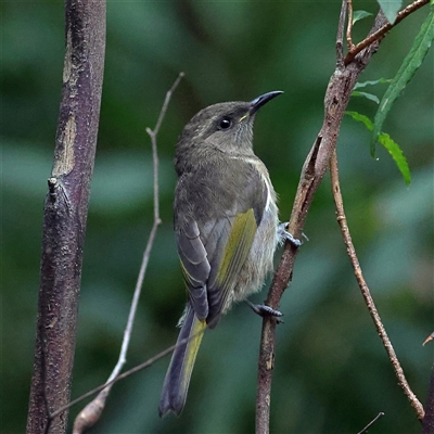 Phylidonyris pyrrhopterus at Monga, NSW - 7 Nov 2025 by MichaelWenke