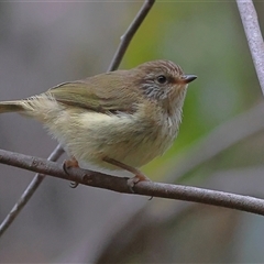 Acanthiza lineata at Monga, NSW - 7 Nov 2025 by MichaelWenke