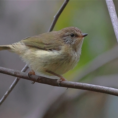 Acanthiza lineata at Monga, NSW - 7 Nov 2025 by MichaelWenke