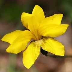 Goodenia pinnatifida (Scrambled Eggs) at Throsby, ACT - 6 Nov 2025 by TimL