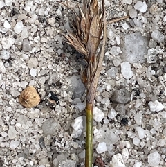 Chaetospora turbinata (Top Bog-sedge) at Tianjara, NSW - 2 Nov 2025 by JaneR