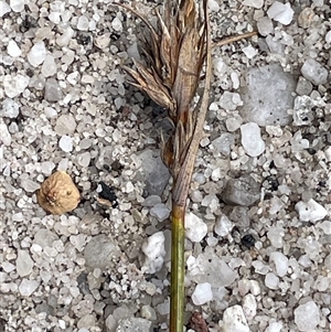 Chaetospora turbinata (Top Bog-sedge) at Tianjara, NSW - 2 Nov 2025 by JaneR