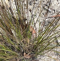 Chaetospora turbinata at Tianjara, NSW - 2 Nov 2025 02:34 PM