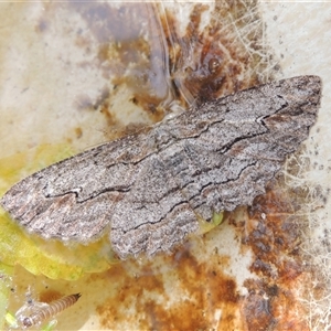 Ectropis excursaria (Common Bark Moth) at Conder, ACT - 30 Oct 2025 by MichaelBedingfield