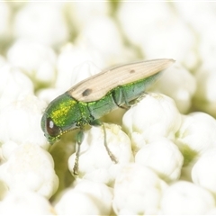 Castiarina sexguttata at Bungonia, NSW - 9 Nov 2025 by Harrisi