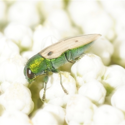 Castiarina sexguttata at Bungonia, NSW - 9 Nov 2025 by Harrisi
