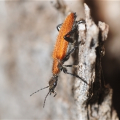 Unverified Beetle (Coleoptera) at Bungonia, NSW - 9 Nov 2025 by Harrisi
