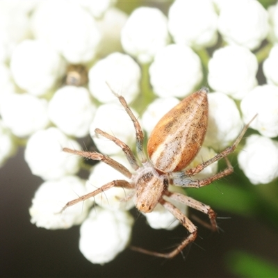 Oxyopes (genus) at Bungonia, NSW - 9 Nov 2025 by Harrisi