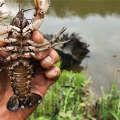 Euastacus armatus (Murray River Crayfish) at Uriarra Village, ACT - 3 Nov 2025 by Darren308