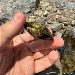 Velesunio ambiguus (Balonne Freshwater Mussel) at Googong, NSW - 1 Nov 2025 by brendandhartmann
