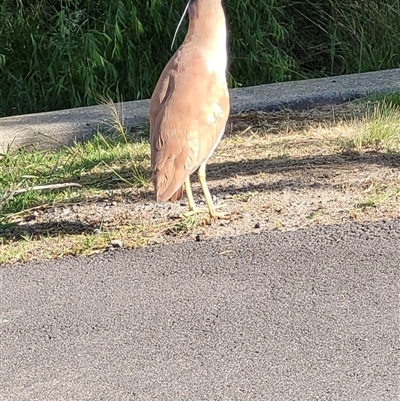 Nycticorax caledonicus (Nankeen Night-Heron) at Sutton, NSW - 10 Nov 2025 by BarbB