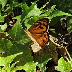 Heteronympha merope (Common Brown Butterfly) at Fyshwick, ACT - 10 Nov 2025 by MatthewFrawley