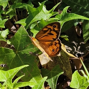 Heteronympha merope (Common Brown Butterfly) at Fyshwick, ACT - 10 Nov 2025 by MatthewFrawley