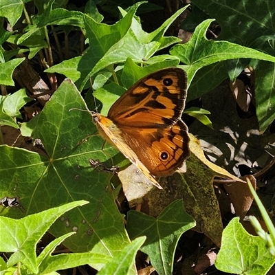 Heteronympha merope (Common Brown Butterfly) at Fyshwick, ACT - 10 Nov 2025 by MatthewFrawley