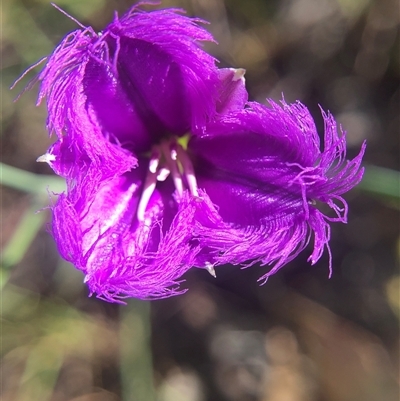 Thysanotus tuberosus (Common Fringe-lily) at Crowther, NSW - 10 Nov 2025 by Frecko