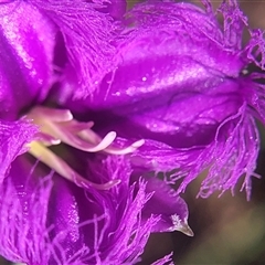 Thysanotus tuberosus at Crowther, NSW - 10 Nov 2025 08:29 AM